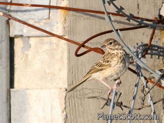 Tree Pipit (Anthus trivialis)