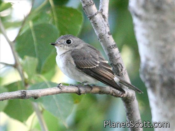 Asian Brown Flycatcher (Muscicapa dauurica)