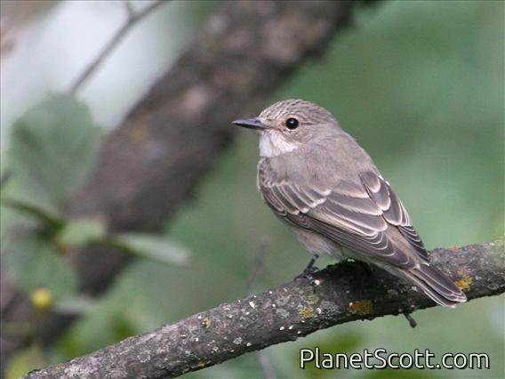 Spotted Flycatcher (Muscicapa striata)