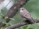 Spotted Flycatcher (Muscicapa striata)