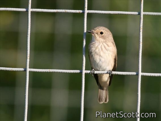 Spotted Flycatcher (Muscicapa striata)