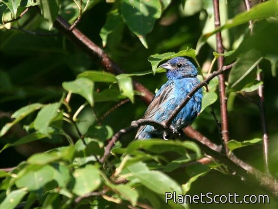Indigo Bunting (Passerina cyanea) Male
