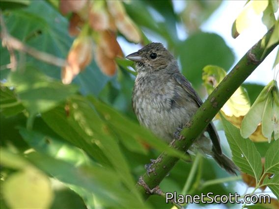 Indigo Bunting (Passerina cyanea) Female