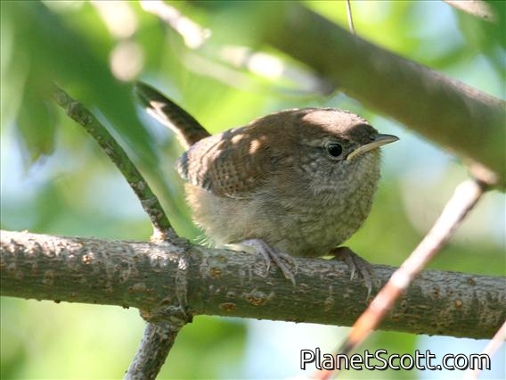House Wren (Troglodytes aedon)