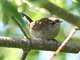 House Wren (Troglodytes aedon)