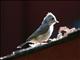 Oak Titmouse (Parus inornatus) 