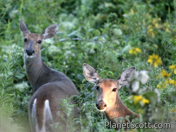 White-tailed Deer (Odocoileus virginianus)