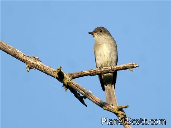 Eastern Wood-Pewee (Contopus virens)