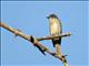 Eastern Wood-Pewee (Contopus virens) 