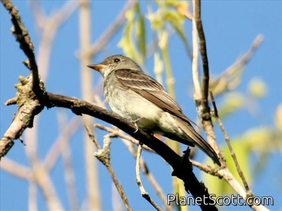 Eastern Wood-Pewee (Contopus virens)