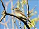 Eastern Wood-Pewee (Contopus virens) 