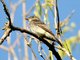 Eastern Wood-Pewee (Contopus virens)