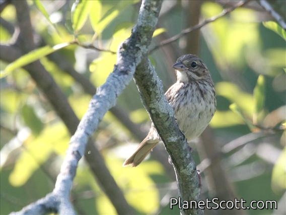 Savannah Sparrow (Passerculus sandwichensis)