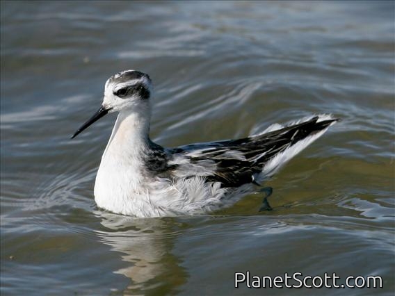 Red-necked Phalarope (Phalaropus lobatus)