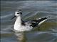 Red-necked Phalarope (Phalaropus lobatus) 