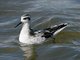 Red-necked Phalarope (Phalaropus lobatus)