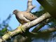 Mourning Dove (Zenaida macroura)