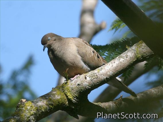 Mourning Dove (Zenaida macroura)