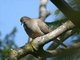 Mourning Dove (Zenaida macroura)