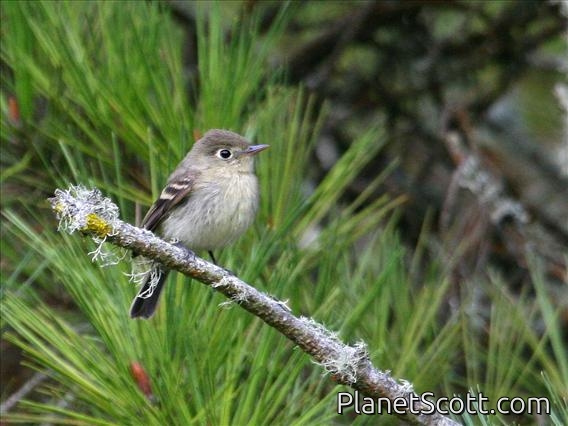 Western Flycatcher (Empidonax difficilis)