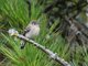 Western Flycatcher (Empidonax difficilis)