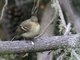 Western Flycatcher (Empidonax difficilis)