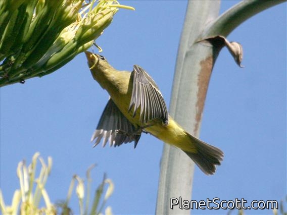 Western Tanager (Piranga ludoviciana)