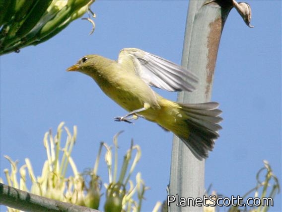 Western Tanager (Piranga ludoviciana)