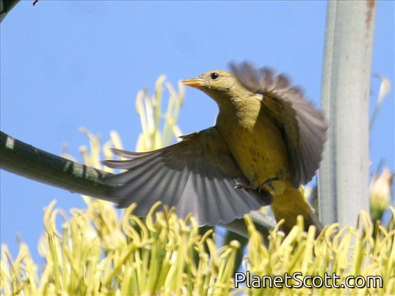 Western Tanager (Piranga ludoviciana) - IN ACTION!