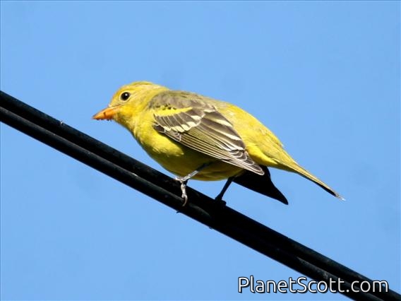 Western Tanager (Piranga ludoviciana)