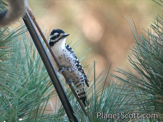 Nuttall's Woodpecker (Picoides nuttallii)