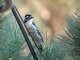 Nuttall's Woodpecker (Picoides nuttallii)