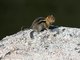 Golden-mantled Ground Squirrel (Callospermophilus lateralis)