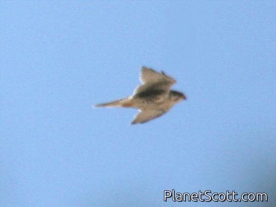 Prairie Falcon (Falco mexicanus)