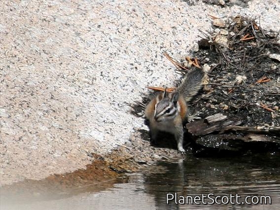 Long-eared Chipmunk (Tamias quadrimaculatus)