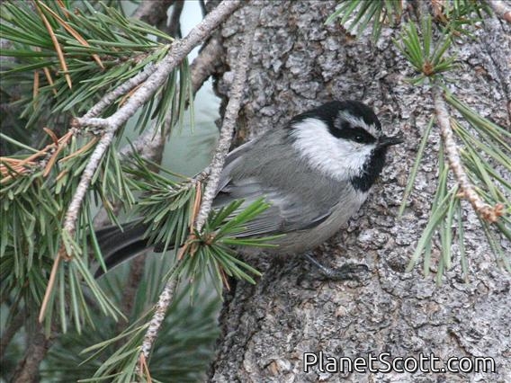 Mountain Chickadee (Parus gambeli)