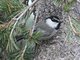 Mountain Chickadee (Parus gambeli)