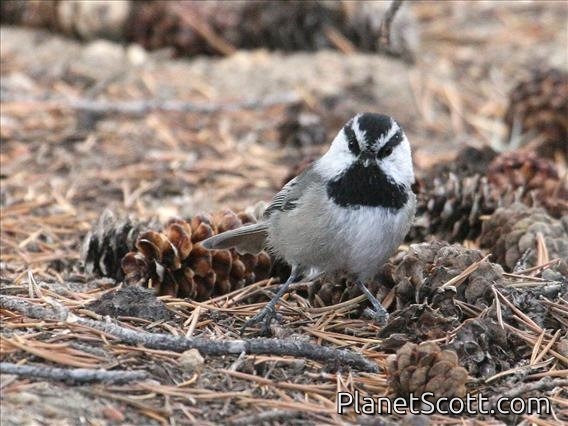 Mountain Chickadee (Parus gambeli)