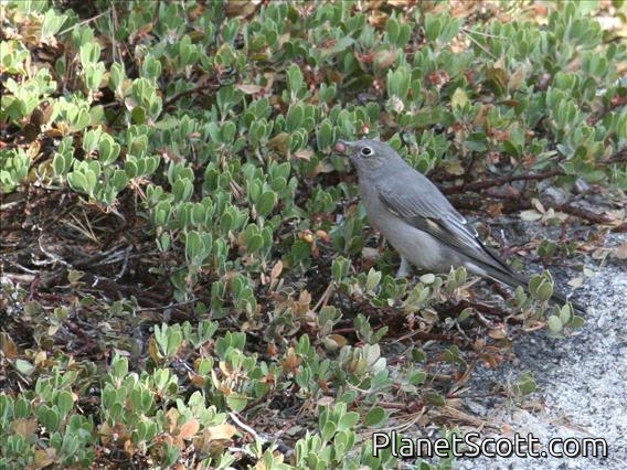 Townsend's Solitaire (Myadestes townsendi)