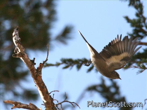 Townsend's Solitaire (Myadestes townsendi)
