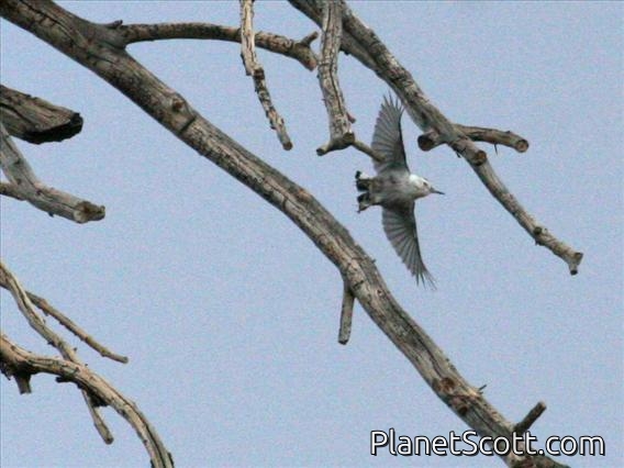 White-breasted Nuthatch (Sitta carolinensis) Flight