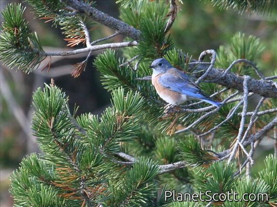 Western Bluebird (Sialia mexicana) Male