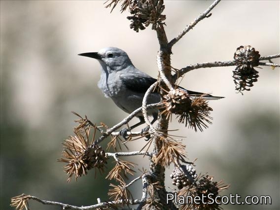 Clark's Nutcracker (Nucifraga columbiana)