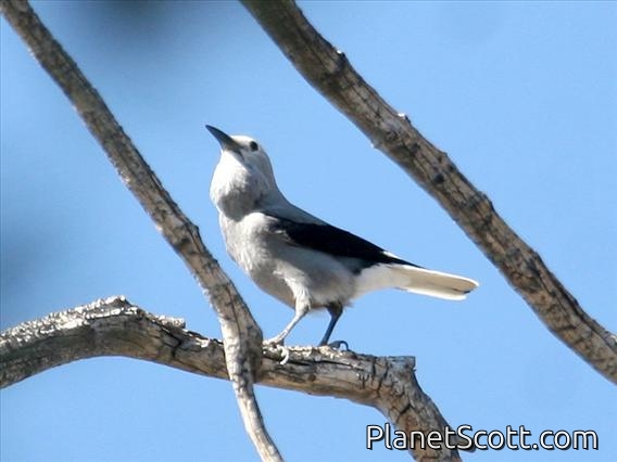 Clark's Nutcracker (Nucifraga columbiana)