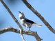 Clark's Nutcracker (Nucifraga columbiana)