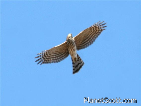 Sharp-shinned Hawk (Accipiter striatus) Flight