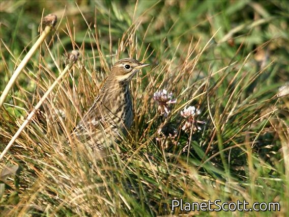 Red-throated Pipit (Anthus cervinus)
