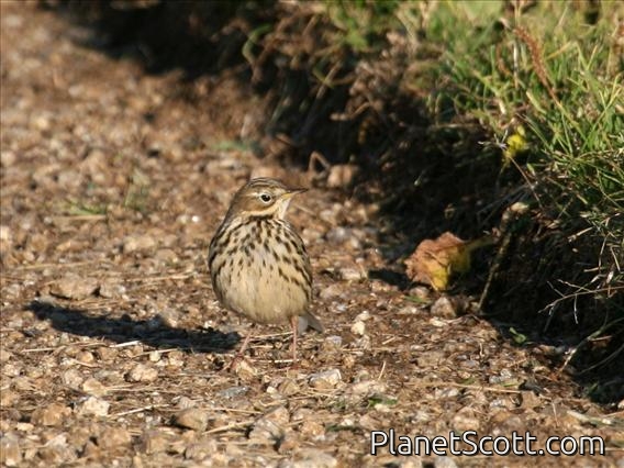 Red-throated Pipit (Anthus cervinus)