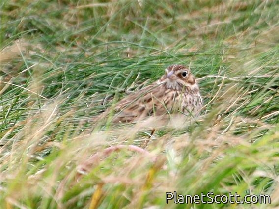 Vesper Sparrow (Pooecetes gramineus)