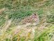 Vesper Sparrow (Pooecetes gramineus)